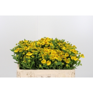 Helenium Kanaria