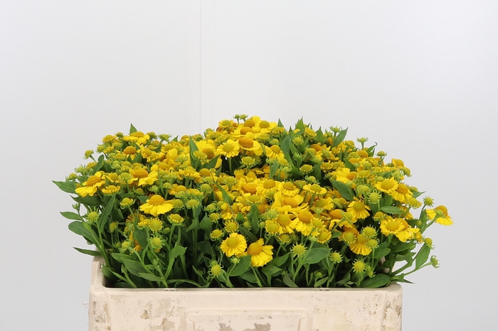 <h4>Helenium Kanaria</h4>