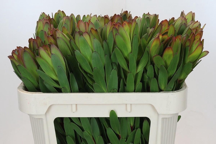 <h4>LEUCAD SAF GOLDSTRIK</h4>