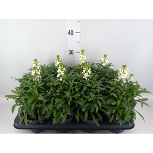 Erysimum  'Leya White'
