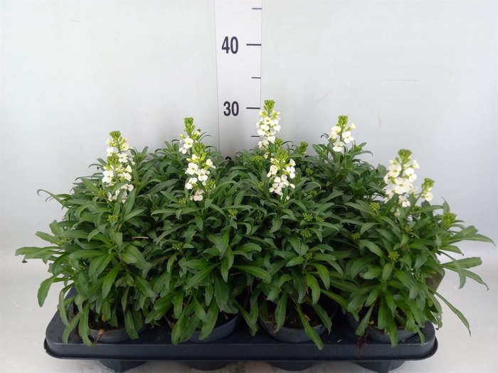 <h4>Erysimum  'Leya White'</h4>
