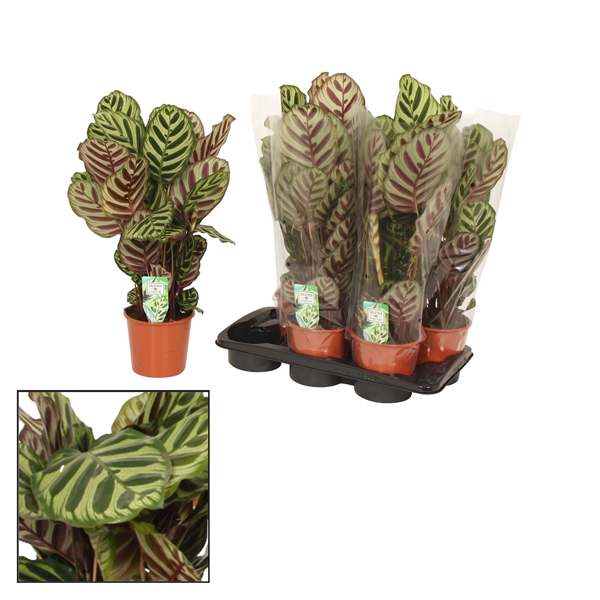 <h4>Calathea 17cm Makoyana</h4>