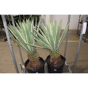 AGAVE ANGUSTIFOLIA TR 40L