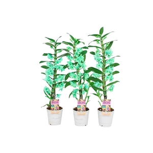 Dendrobium Nobile, Colour 1-tak Green (inject)
