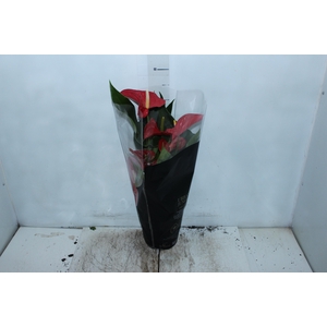 ANTHURIUM MICHIGAN P17 PREMIUM