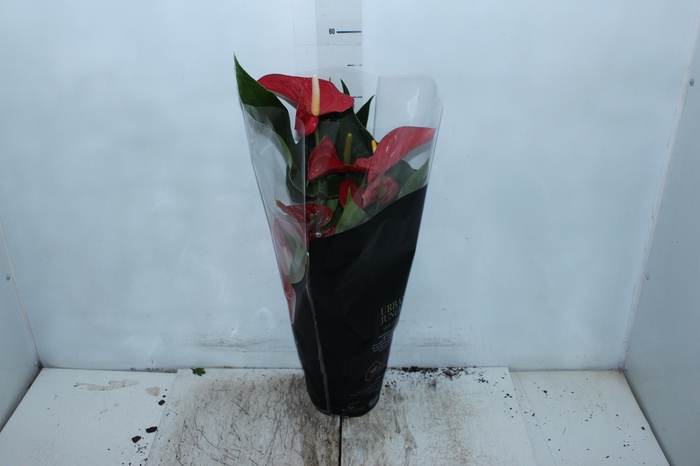 <h4>ANTHURIUM MICHIGAN P17 PREMIUM</h4>