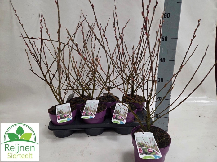 <h4>SALIX MT. ASO</h4>