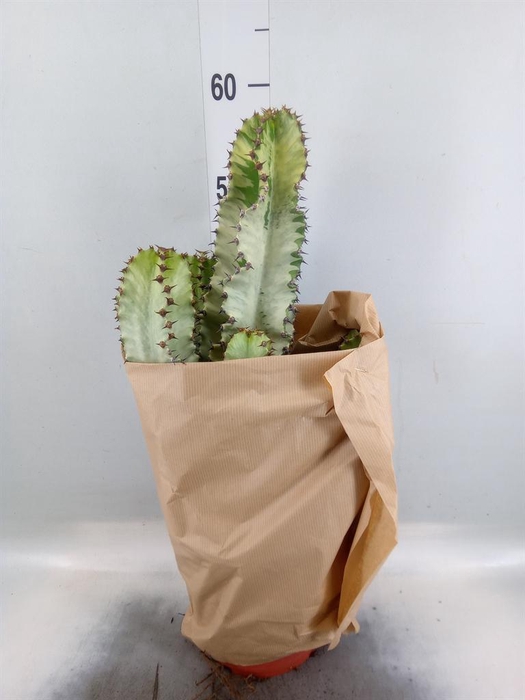 <h4>Euphorbia   ...</h4>