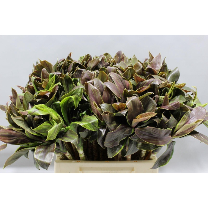 <h4>Cordyline Compacta Green 45 Cm</h4>