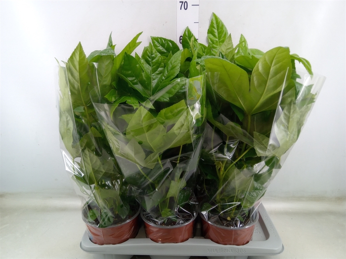 <h4>Fatsia japonica   ...</h4>