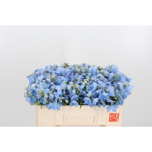 Delphinium En Ballkleid