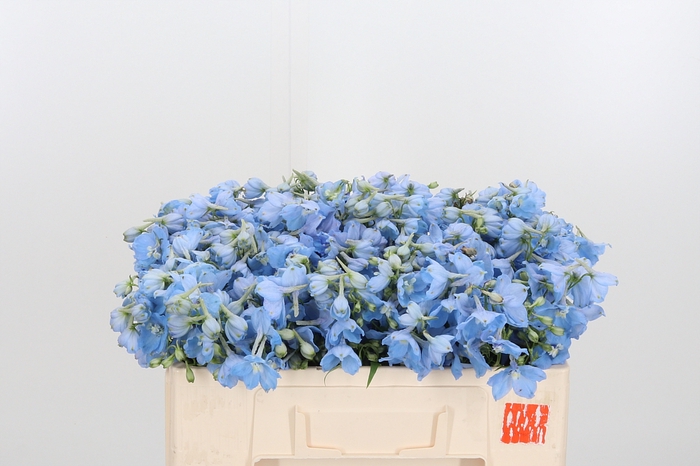 <h4>Delphinium En Ballkleid</h4>