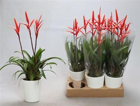 <h4>arr8 Vries Elan</h4>