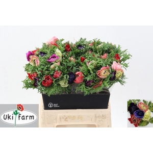 Anem Levante Gemengd In Bos