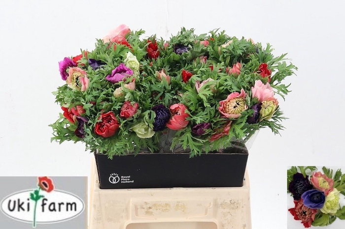 <h4>Anem Levante Gemengd In Bos</h4>