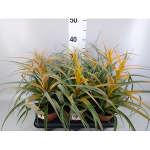 Tillandsia