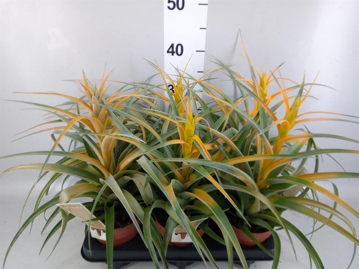 <h4>Tillandsia</h4>