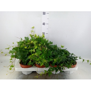 Hedera helix ...mix 3