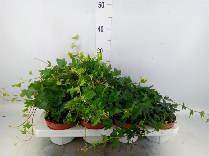 <h4>Hedera helix ...mix 3</h4>