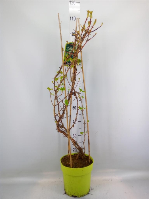 <h4>Hydrangea mac.</h4>