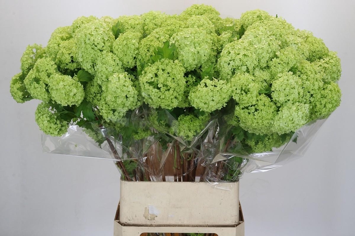 <h4>Viburnum Roseum</h4>