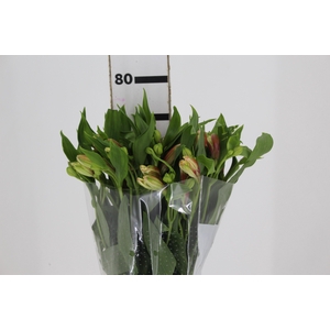 ALSTROEMERIA REBECCA 080 CM