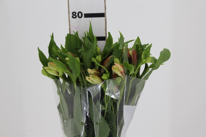 <h4>ALSTROEMERIA REBECCA 080 CM</h4>