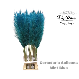 CORTADERIA SELLOANA MINT BLUE