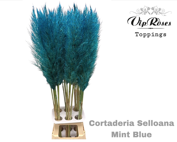 <h4>CORTADERIA SELLOANA MINT BLUE</h4>