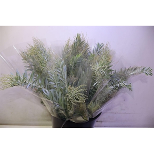 Acacia Co L Argento