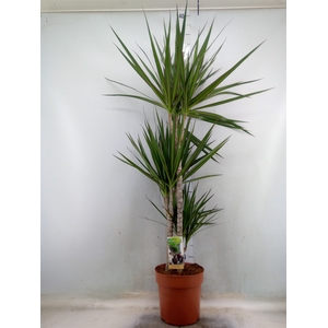 Dracaena marg.