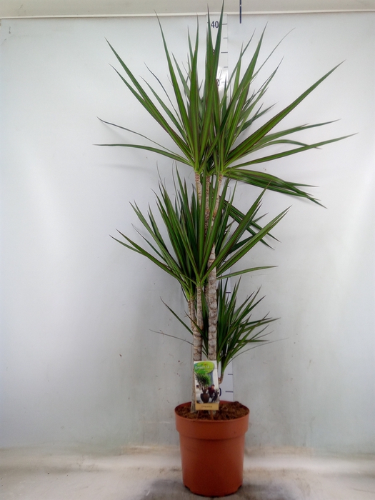 <h4>Dracaena marg.</h4>