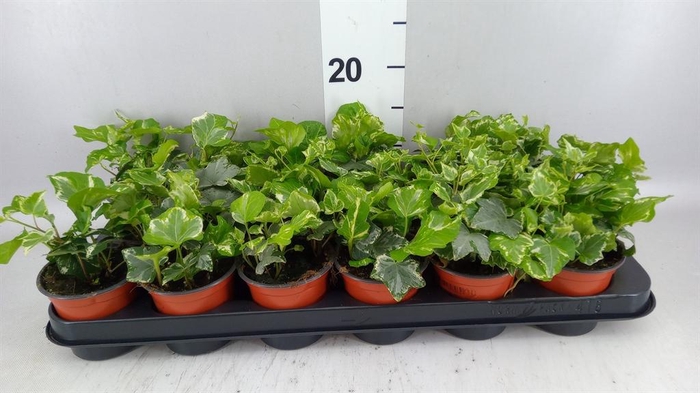 <h4>Hedera helix 'Harlekijn'</h4>