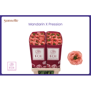 R GR MANDARIN XPRESS