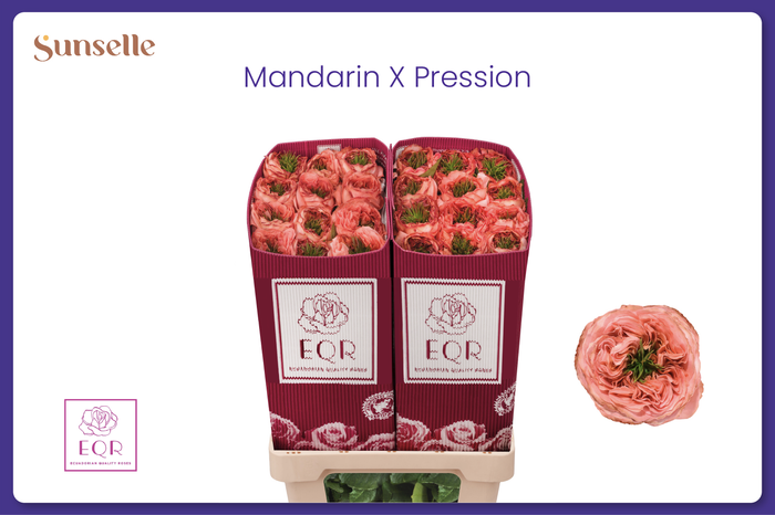 <h4>R GR MANDARIN XPRESS</h4>