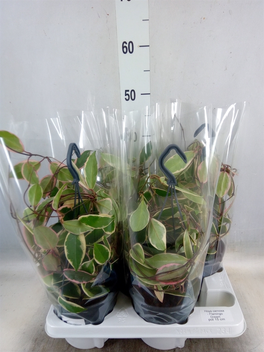 <h4>Hoya carnosa 'Floraganza Flamingo'</h4>