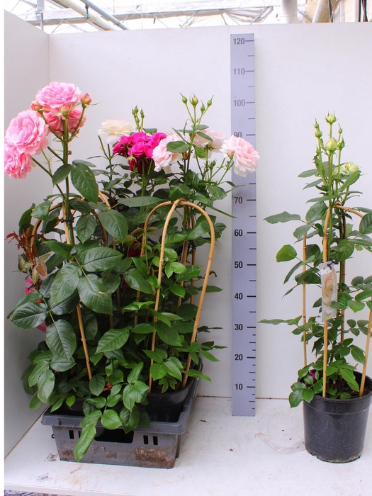 <h4>ROSA FL SELECT GEM</h4>