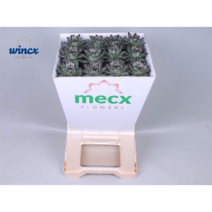 Sempervivum Tectorum (Mecx Flowers)