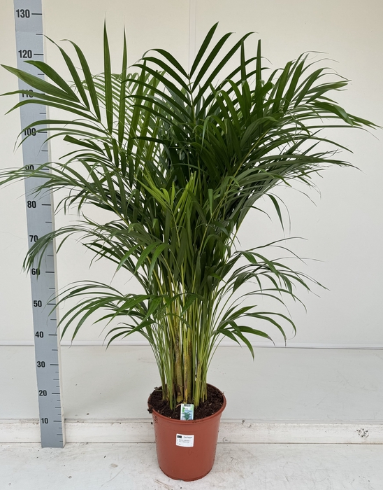 <h4>DYPSIS LUTESCENS</h4>