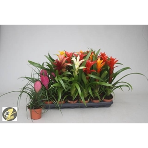 BROMELIA GEM