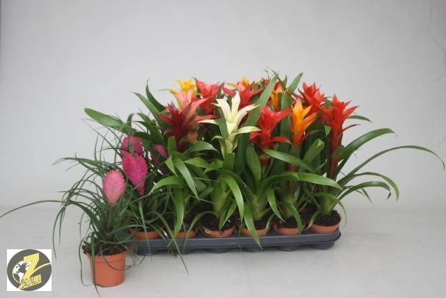 <h4>BROMELIA GEM</h4>