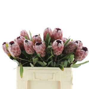 Protea Pink Ice
