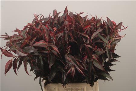 <h4>Leucothoe Klbh Rood</h4>