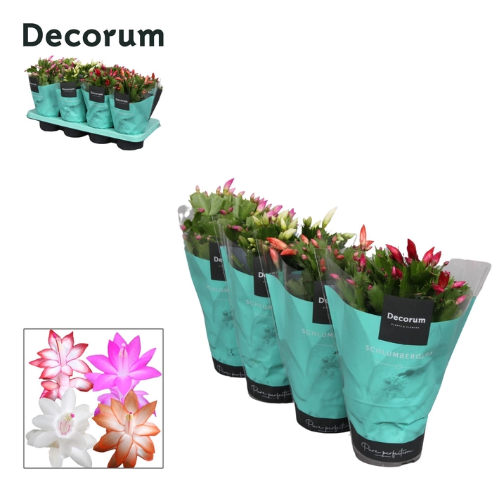 <h4>Schlumbergera - 13 cm - Mix - Decorum</h4>