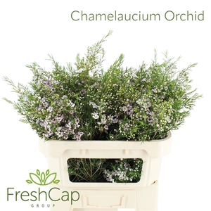 Chamelaucium Orchid