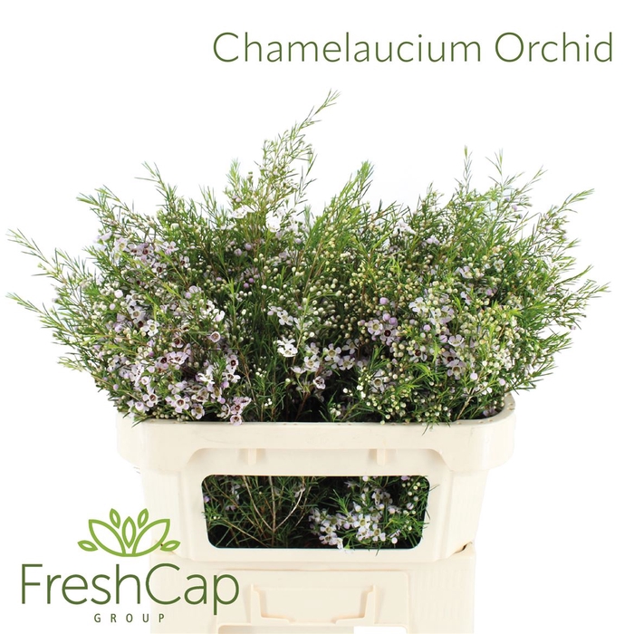 <h4>Chamelaucium Orchid</h4>