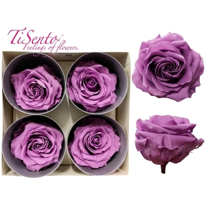ARR ROSA POT H%