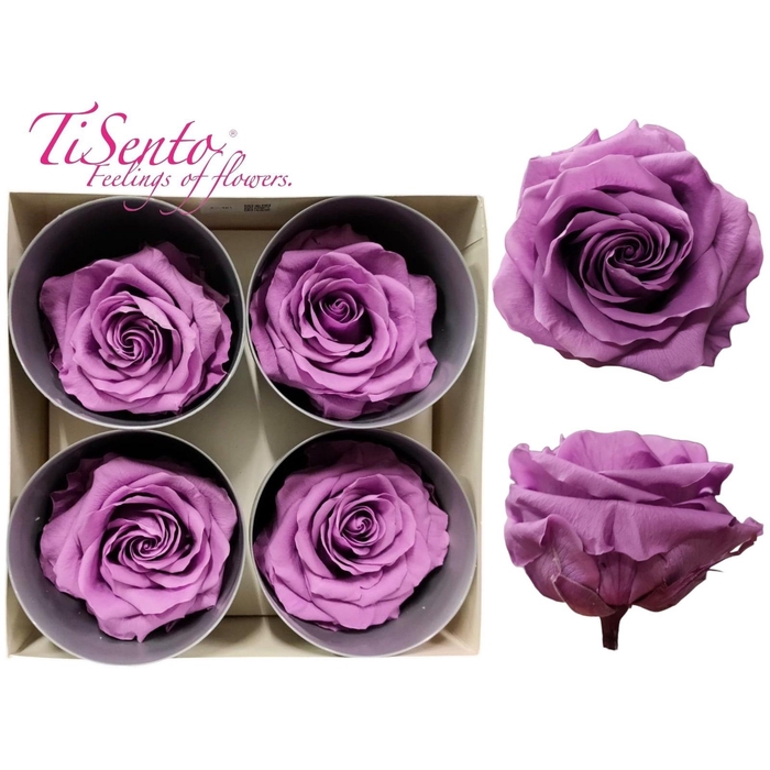 <h4>ARR ROSA POT H%</h4>