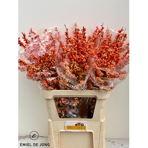 Ilex julia