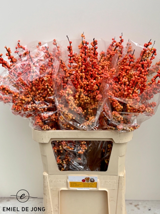 <h4>Ilex julia</h4>